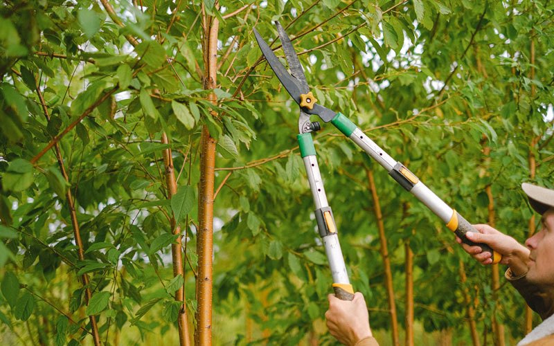 Tree trimming in Grinnell, IA