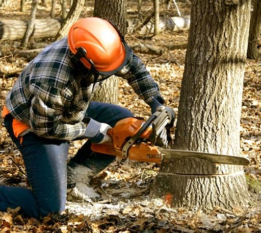 Tree Removal in Grinnell, IA